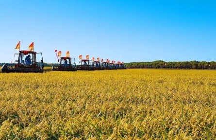 豐收啦！北大荒用優(yōu)異答卷獻(xiàn)禮二十大