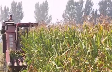 山西孝義：1.6萬畝大豆玉米帶狀復(fù)合種植喜獲豐收