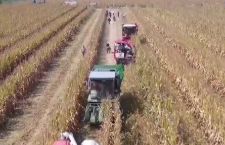 中國大豆主產(chǎn)區(qū)大面積開鐮收獲