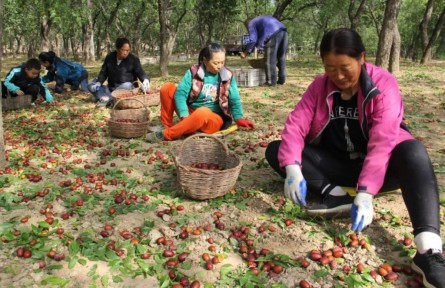 黃河岸邊棗飄香！陜西神木市萬鎮(zhèn)6.9萬畝紅棗豐收