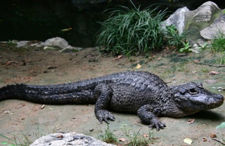 物種故事|揚(yáng)子鱷：世上最小鱷魚“特長(zhǎng)”多