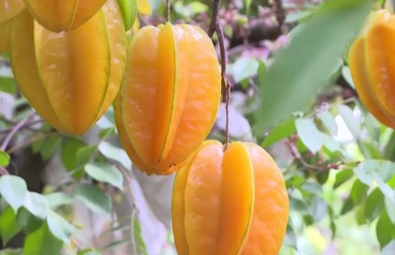 福建廈門：金秋楊桃迎豐收 農(nóng)旅融合收益高