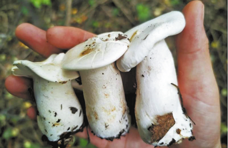 陜西韓城黃龍山褐馬雞自然保護區(qū)：首次發(fā)現(xiàn)珍稀菌種“大把子杯樁菇”