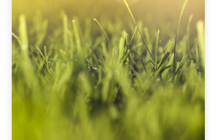 名言 | 孟郊：誰(shuí)言寸草心，報(bào)得三春暉