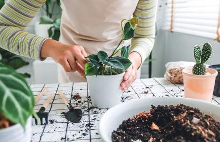 辟謠 | 那些常見的花式居家施肥法，竟然都沒用？