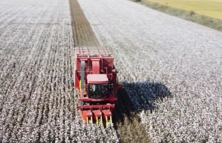 新疆兵團：國產(chǎn)采棉機秋收一線展風(fēng)采