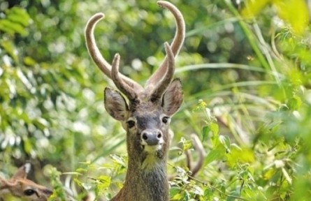 《秘境尋蹤》第三季第七集：海南坡鹿（下）