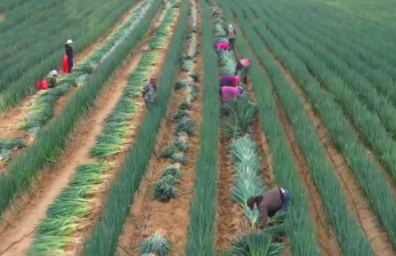 甘肅榆中：大蔥豐收 帶動(dòng)農(nóng)戶家門(mén)口就業(yè)