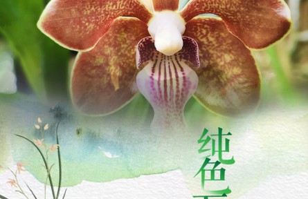 物種故事 | 純色萬代蘭：高貴冷艷 濃郁幽香