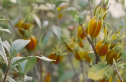 福建福鼎：六萬(wàn)畝黃梔子全面成熟開(kāi)采