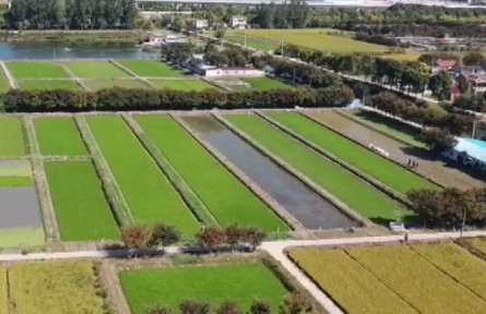 江蘇常州：六千多畝無節(jié)水芹迎來收割季