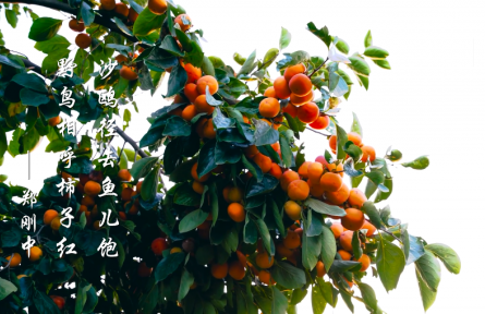 霜降，霜葉紅于二月花