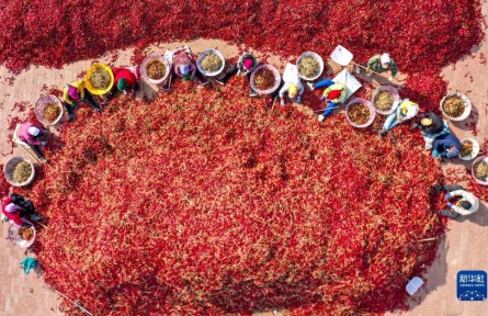 內(nèi)蒙古開(kāi)魯：收獲干椒