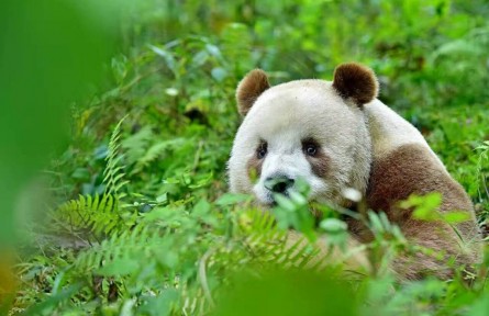 物種故事 | 秦嶺大熊貓：“國寶中的美人”