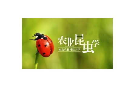 《農(nóng)業(yè)昆蟲(chóng)學(xué)》系列講座（視頻，共22講）