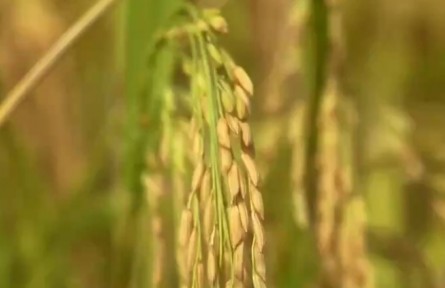 我國(guó)糧食生產(chǎn)穩(wěn)定向好 全年糧食有望再獲豐收