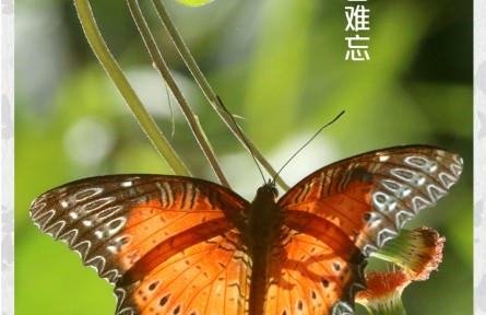 物種故事 | 紅鋸蛺蝶：一見傾心 過目難忘