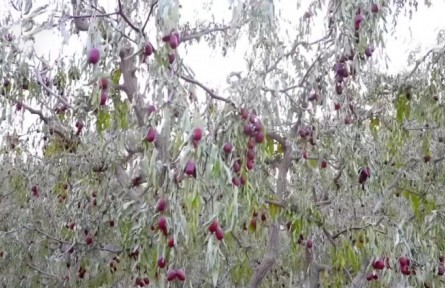 新疆若羌：23萬(wàn)多畝紅棗獲豐收 棗農(nóng)采摘忙