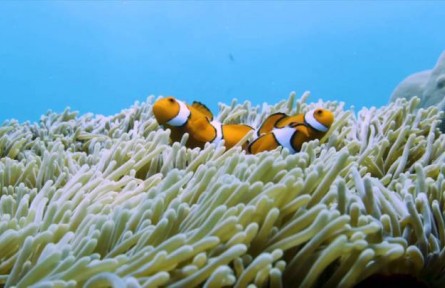 科普 | 你知道萬米深海下有什么嗎？