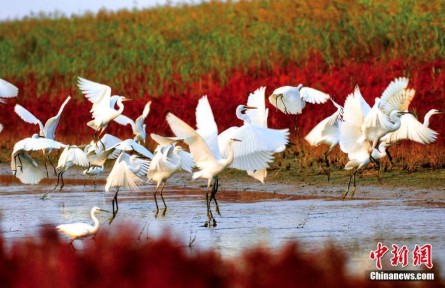 濕地保護看中國