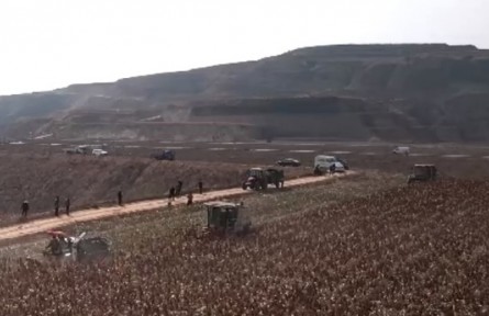 陜西榆林：谷子高粱迎豐收 助力農戶增收