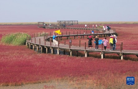 遼寧盤錦：遼河三角洲濕地