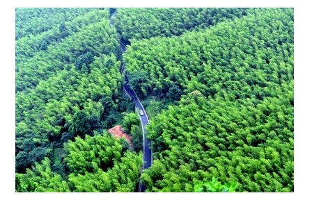 減少白色污染，“以竹代塑”貢獻中國智慧