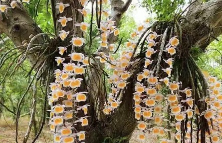 物種故事 | 報(bào)春石斛：花姿優(yōu)雅的報(bào)春蘭科植物