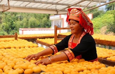 廣西平樂(lè)：柿子喜豐收，柿餅甜如蜜