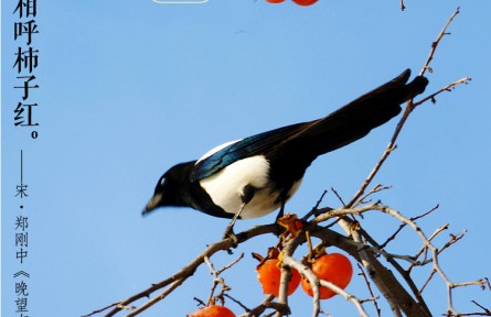 古詩詞里秋柿熟
