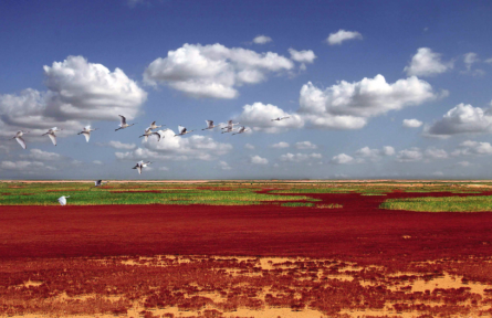 為濕地保護高質(zhì)量發(fā)展提供科技支撐