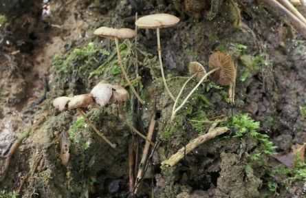 武夷山國家公園發(fā)現(xiàn)兩個(gè)小蘑菇屬新物種