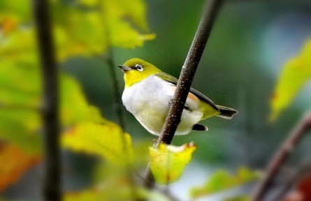 ?物種故事 | 紅脅繡眼鳥：鳥類家族“顏值擔當”