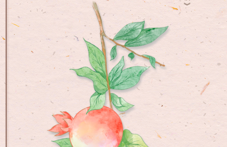 物種故事 | 石榴：榴枝婀娜榴實繁，榴膜輕明榴子鮮