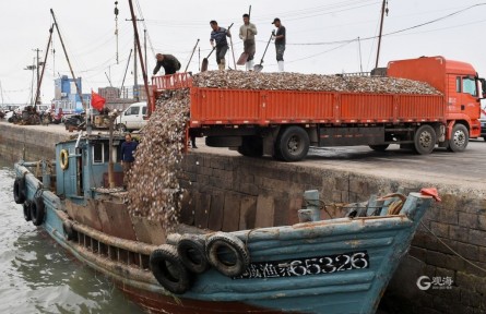 山東青島：“海上糧倉”播種季！實拍漁港碼頭繁忙景象