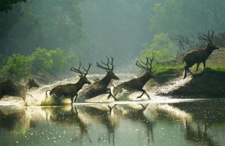 物種故事 | 麋鹿：呦呦鹿鳴，食野之蘋