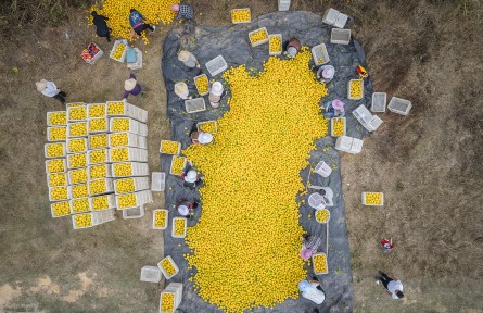 江西信豐：臍橙摘下滿地金 橙香甜醉果農(nóng)心