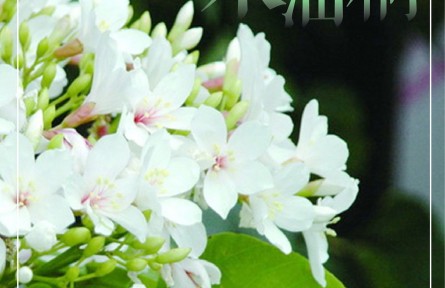 物種故事 | 木油桐：桐花似雪，年年紛飛