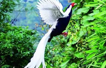 市民在山間拍到“白鳳凰”？真實身份揭曉！