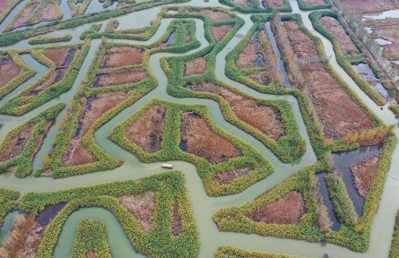 江蘇宿遷泗洪：洪澤湖濕地生態(tài)修復(fù)入選國際案例