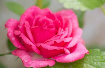 物種故事 | 苦水玫瑰：花色鮮艷 香氣濃郁