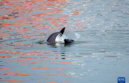 長江江豚 Yangtze finless porpoises