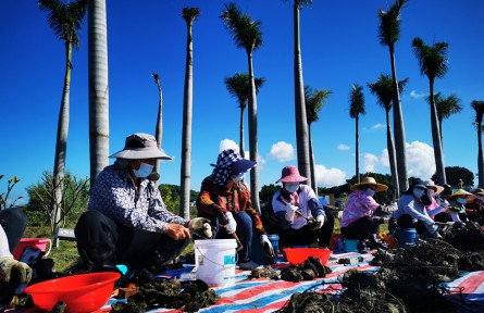 中國蠔鄉(xiāng)——汕尾晨洲，生蠔豐收