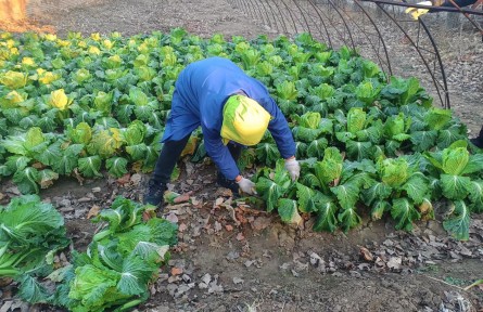 自家種的白菜成熟了，人卻在居家隔離，北京平谷網(wǎng)格員解燃眉之急