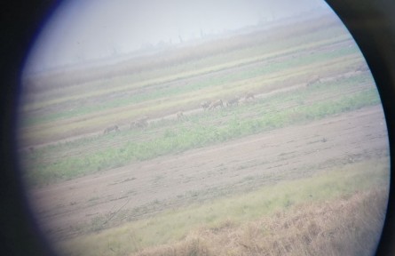 41只北京南海子麋鹿現(xiàn)身鄱陽湖