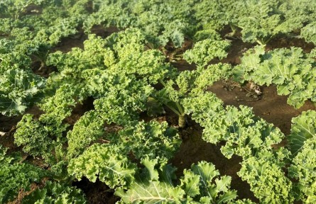 北京順義：北務鎮(zhèn)溫室蔬菜陸續(xù)上市，豐富市民冬季“菜籃子”