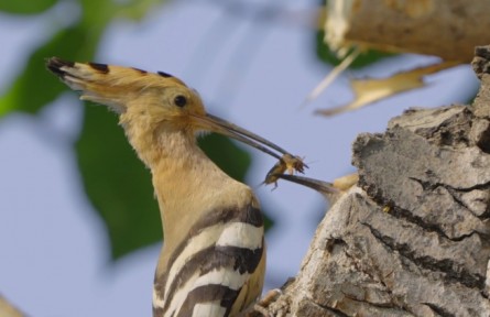 《你好，中國野生動物》系列科普短視頻之《當戴勝的寶寶爭搶食物時，父母會偏心嗎？》