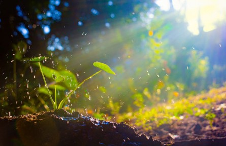 科技名詞 | 植物缺素癥 hunger sign in plant，nutrient deficiency symptom in plant