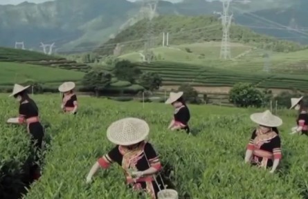 【新時(shí)代新征程新偉業(yè)】福建坦洋村：發(fā)展茶產(chǎn)業(yè) 助力鄉(xiāng)村振興