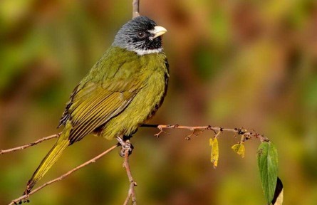 物種故事 | 領(lǐng)雀嘴鵯：食花飲蜜伴竹生